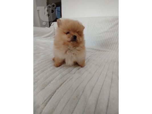 PoulaTo: Όμορφα κουτάβια Pomeranian Spitz